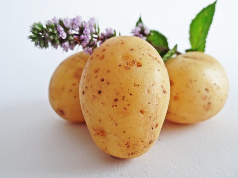 Winter Potatoes